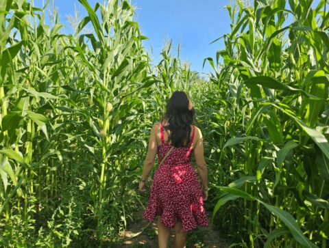 labyrinthe de mais